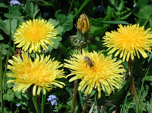 unberührte Natur